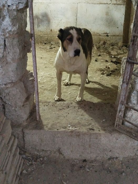 Urgochi alabay sotiladi malchik linya