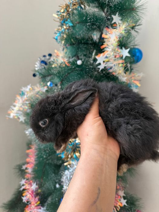 Кролик/заец мальенки