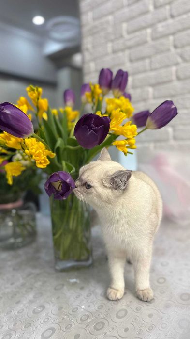 Серебристая шиншилла