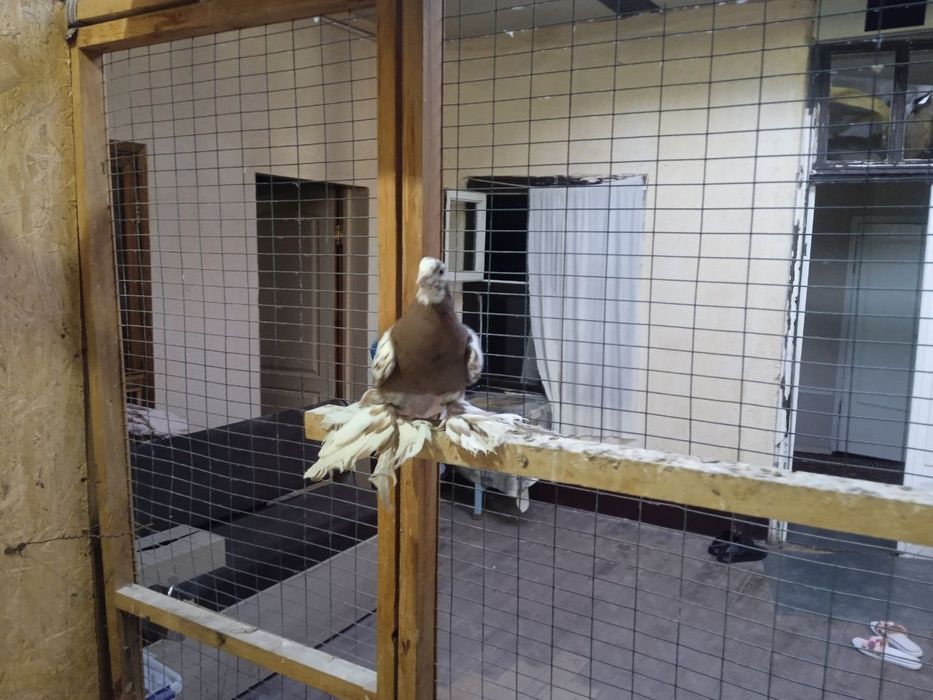 Продаются голуби