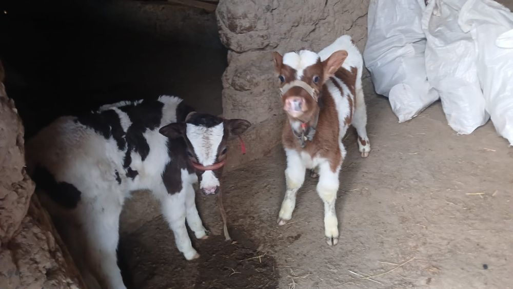 Бұзаулы сиыр сатылады туркестан