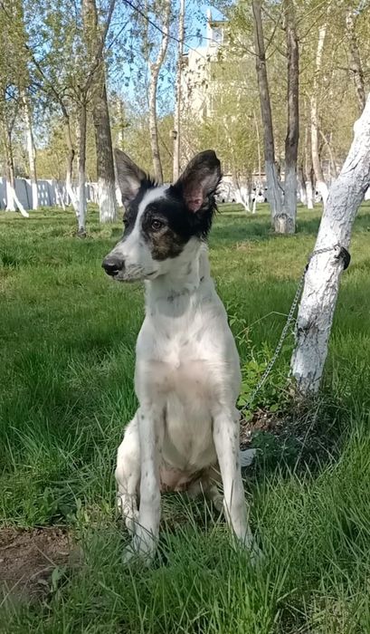 Щенок в поисках дома