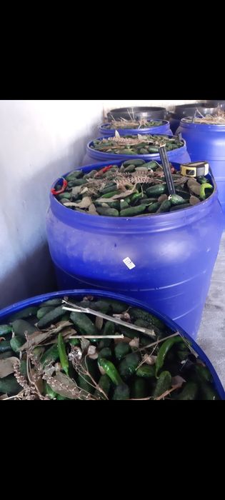 Castraveti murati in saramura ! Legume: castraveți