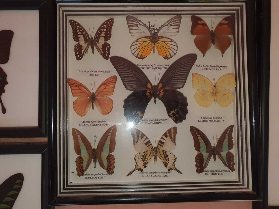 Истински пеперуди - в рамка