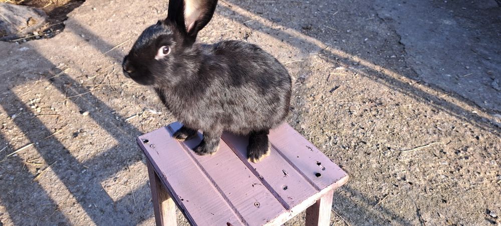 Vând iepuri de casă