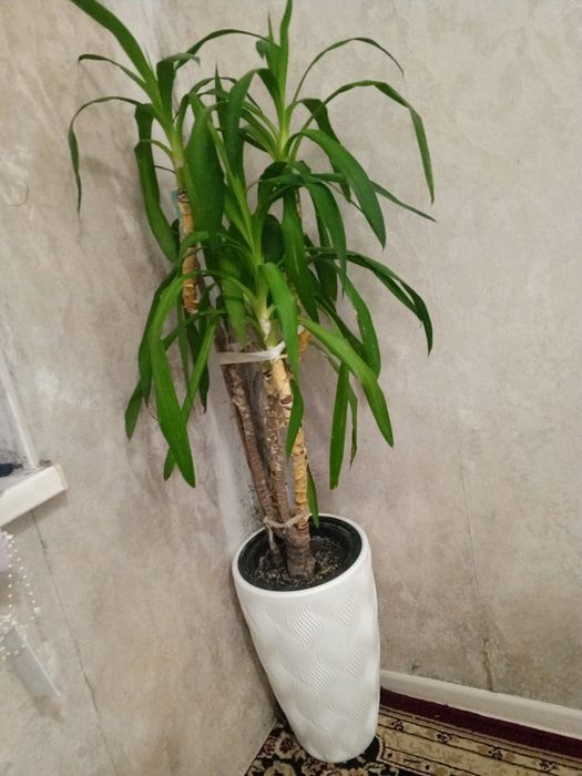 Юкка гули сатылады 110см