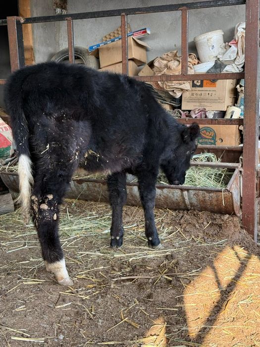 Бұзау ұрғашы сатылады.