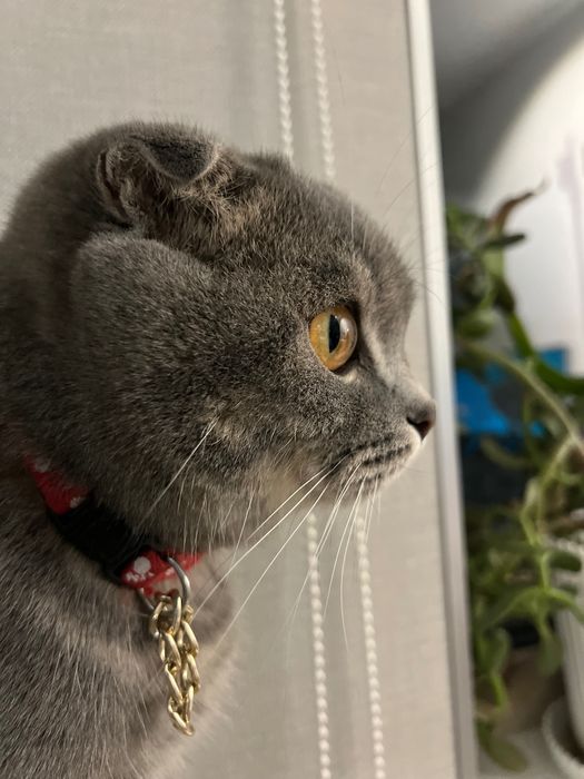 Шотландская вислоухая с документами