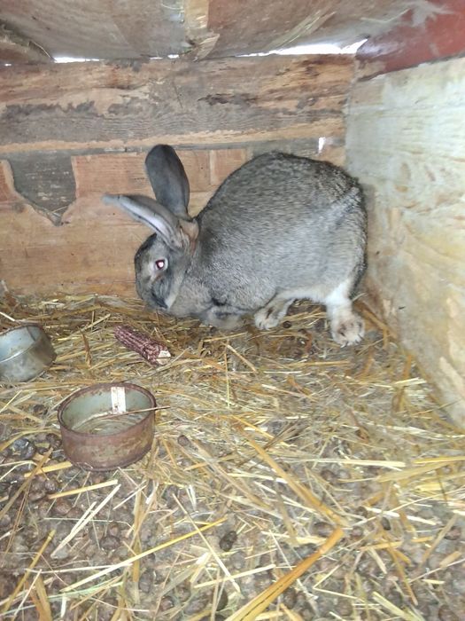 Vând iepuri uriasi germani