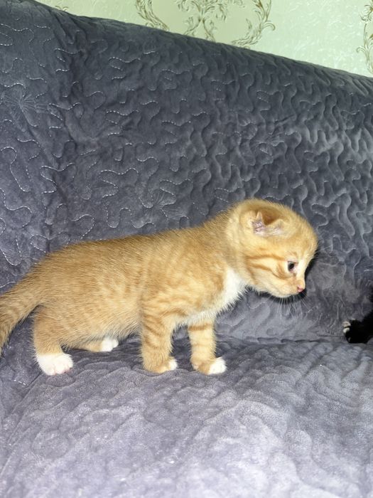 Мушукчалар скотиш фолд