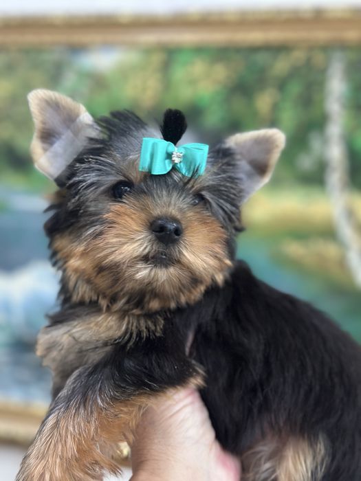 Щеночки йоркширского терьера