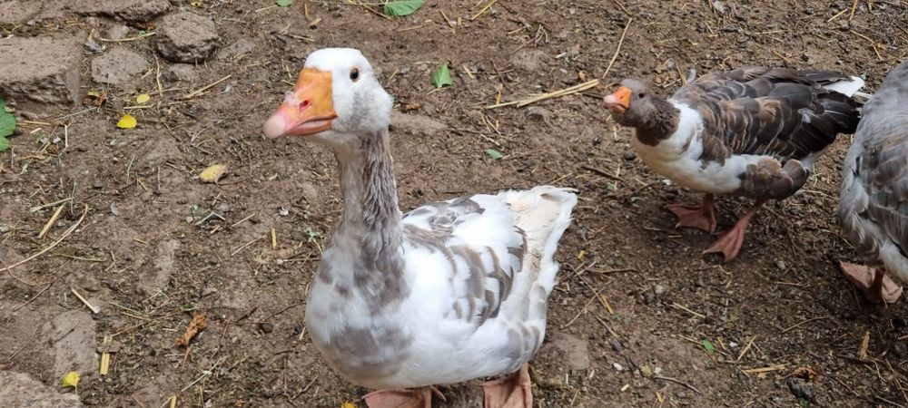 Gâște crescute natural la țară