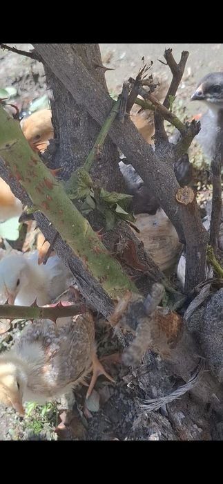 Балапан дар сатылады парода