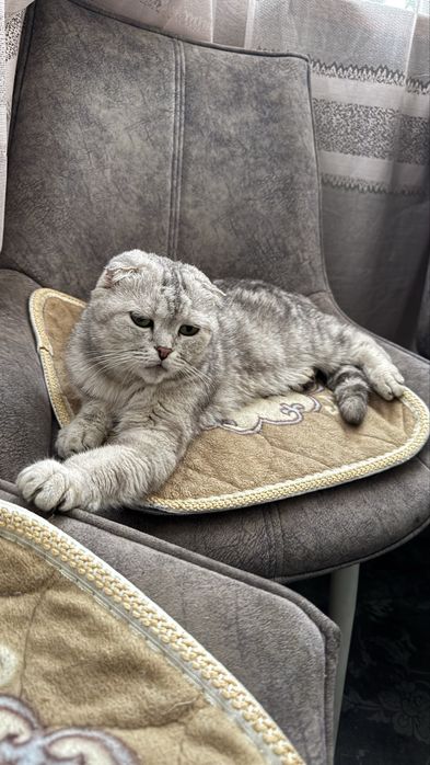 Кошка в добрые руки
