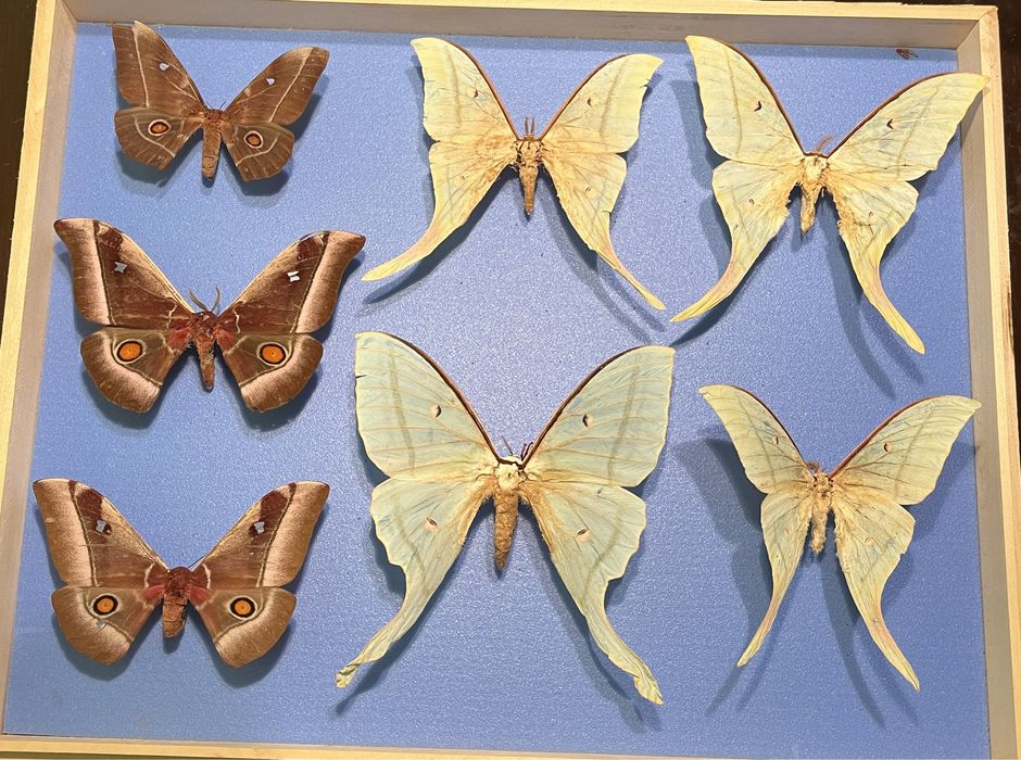 Колекция насекоми пеперуди