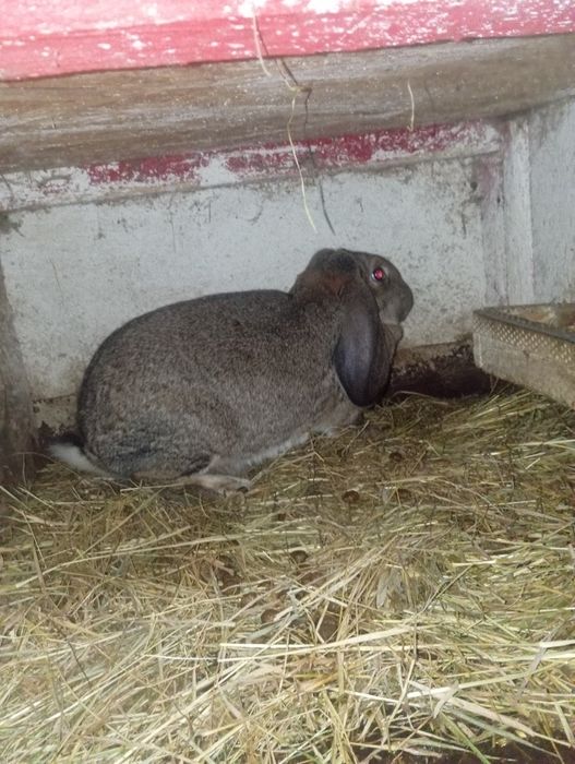 Vând iepuri berbec german