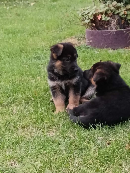 Страхотни малки НОК