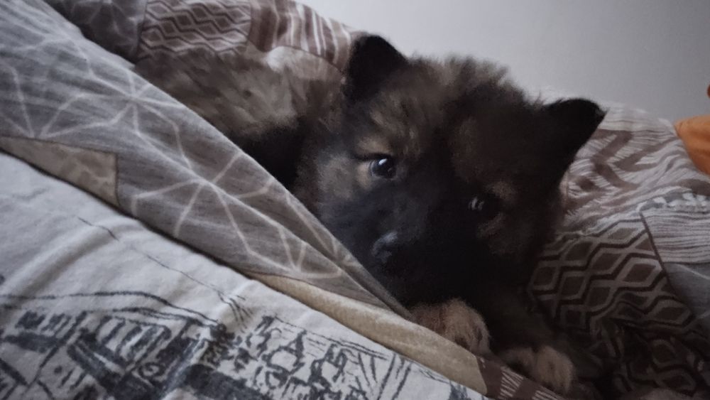 Отдам щенка в добрые руки