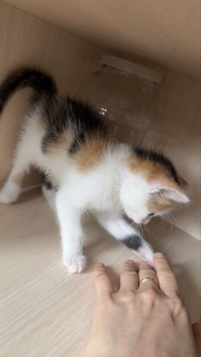 Отдам котят 3дев 1 мальчик