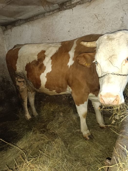 Vand jurinca la a 2fatare gestanta