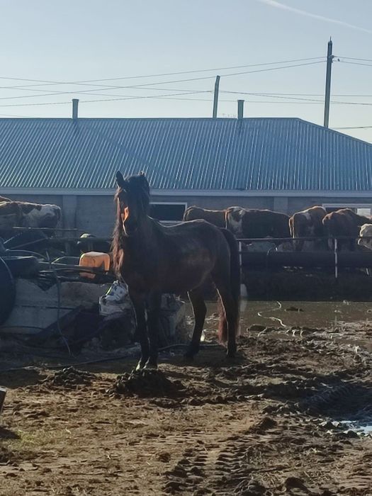 Продам жеребца мощного