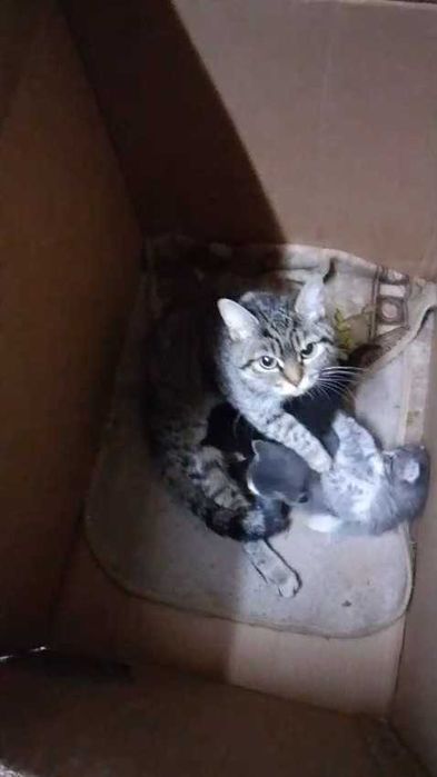 Котятам нужен дом!