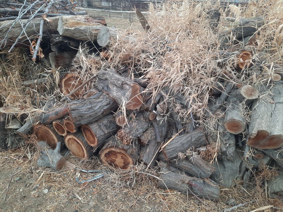 Пешку туманда кесилган урик гулалари ва залдори дарахтлари сотилади