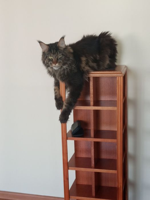 Мейн-кун, кастрирован.