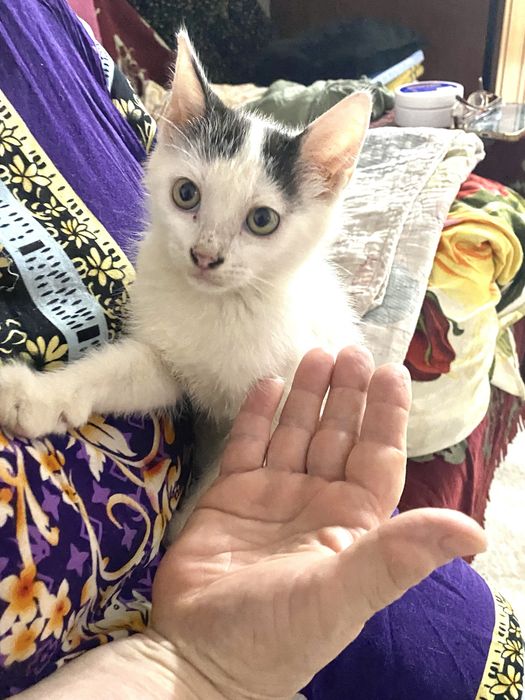 Котенок мальчик бесплатно