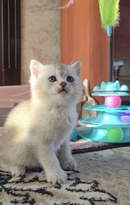 Скоттиш фолд/ страйт