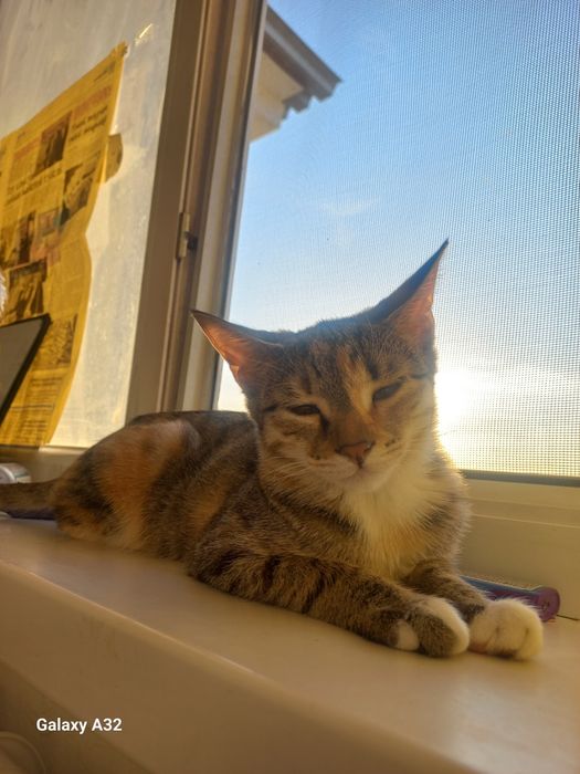 Котят добрые руки