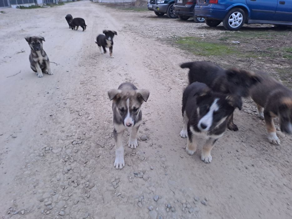 Donez adoptie pui caine Catei catelusi Metis, talie medie