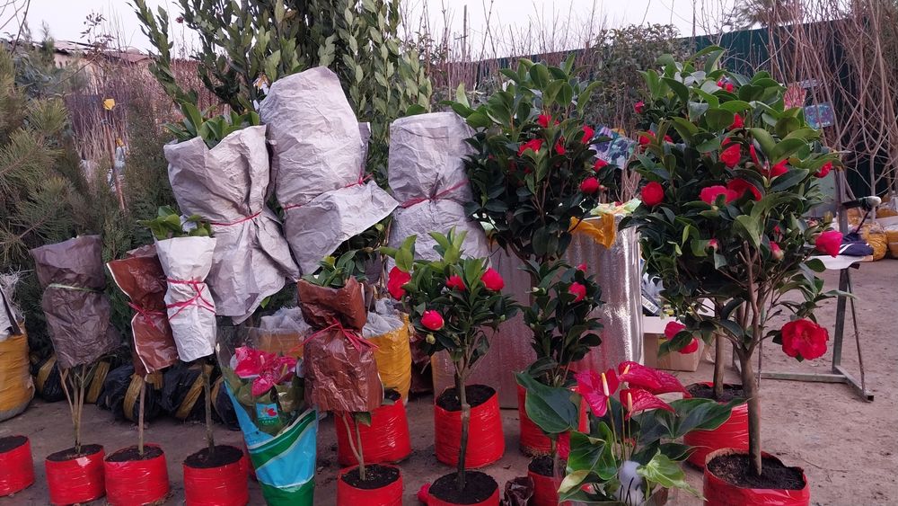 Манзаралик ланшаб декоративни сотувда