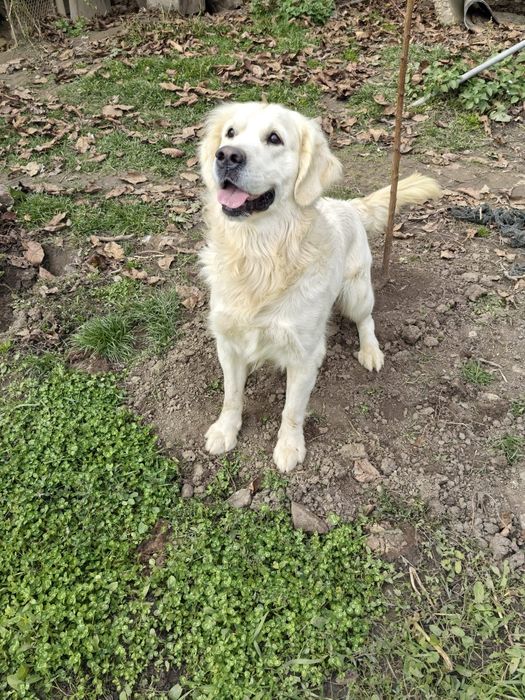 Pui Golden Retierver