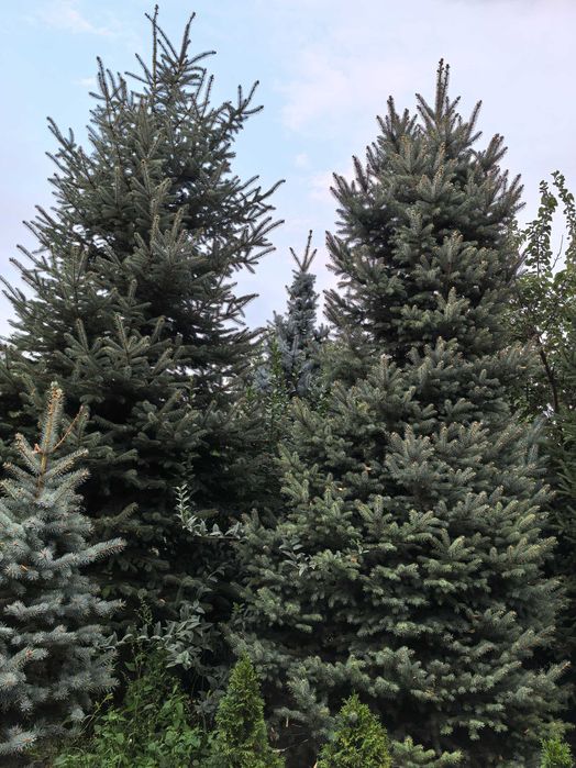 Продаются шикарные елки