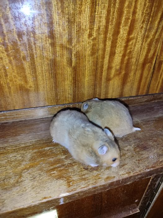 Две хомяка сирийские молодые самки Смотрите 6 фото Читайте описании