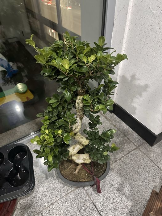 Бонсай дерево фикус