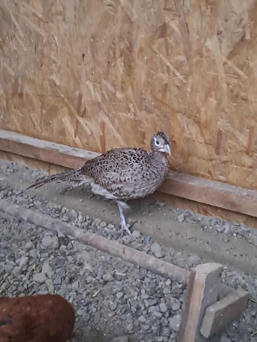 Vând iepuri berbec  german și fazani