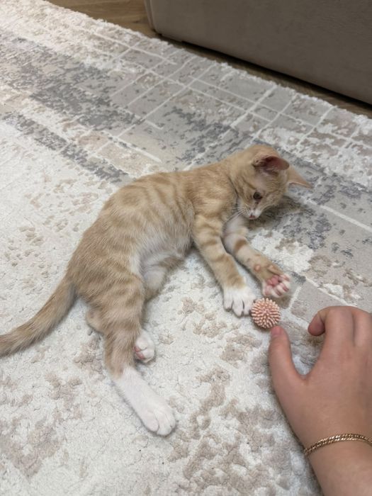 Отдам котенка в добрые руки