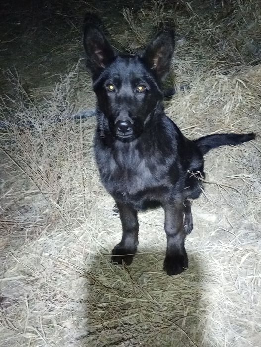 Питомник  немецких  овчарок РР.