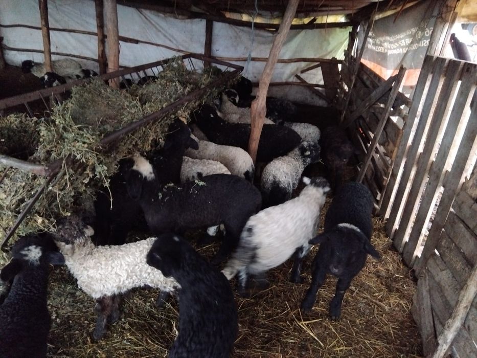 Oi si capre de vânzare