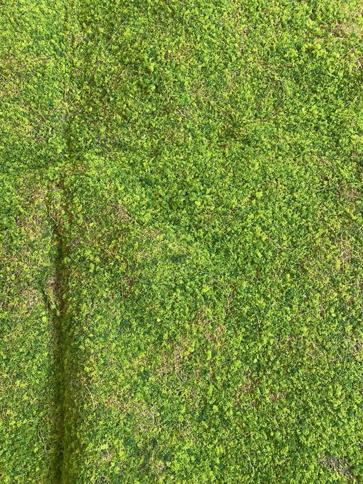 искусственный мох