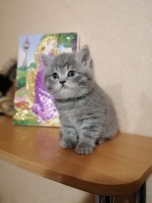 Шотландские котята