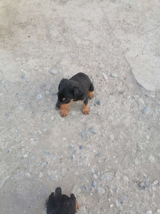 Доберман продаётся полтора месяца город Фергана