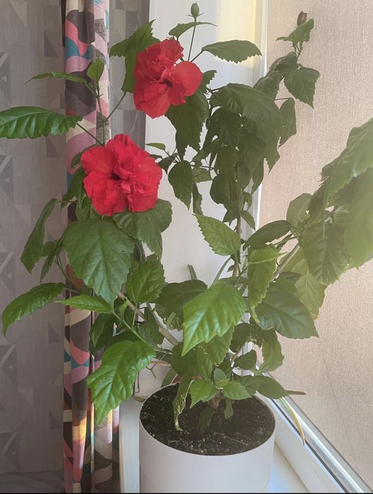 Продам китайскую розу