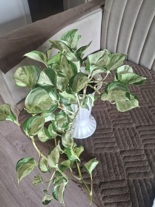 Продам цветы комнатные