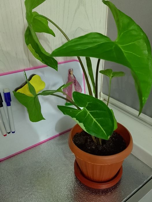 Продам сингониумы или обмен