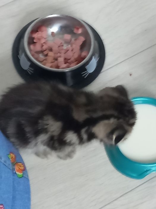 Продам вислоухих шотландских котят