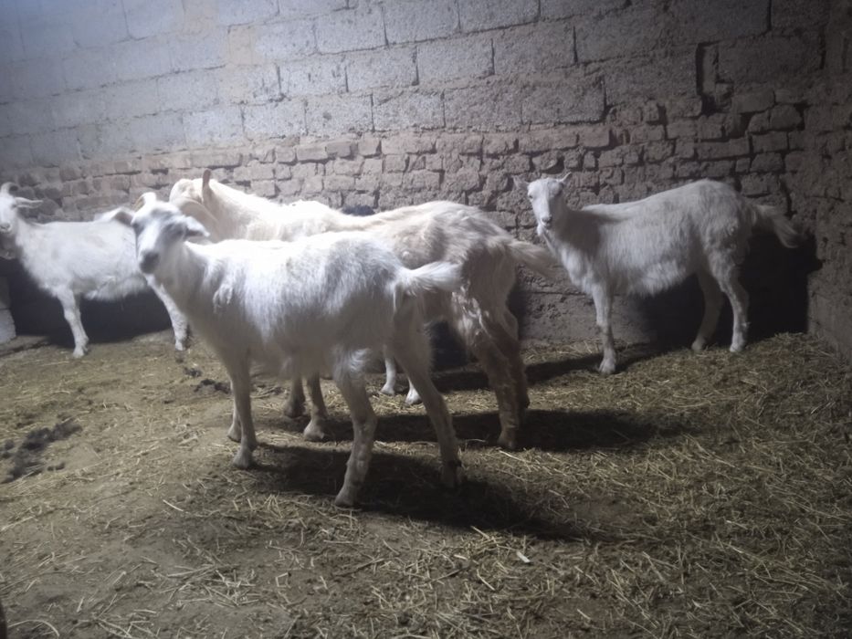 Ешкы сатылады теке