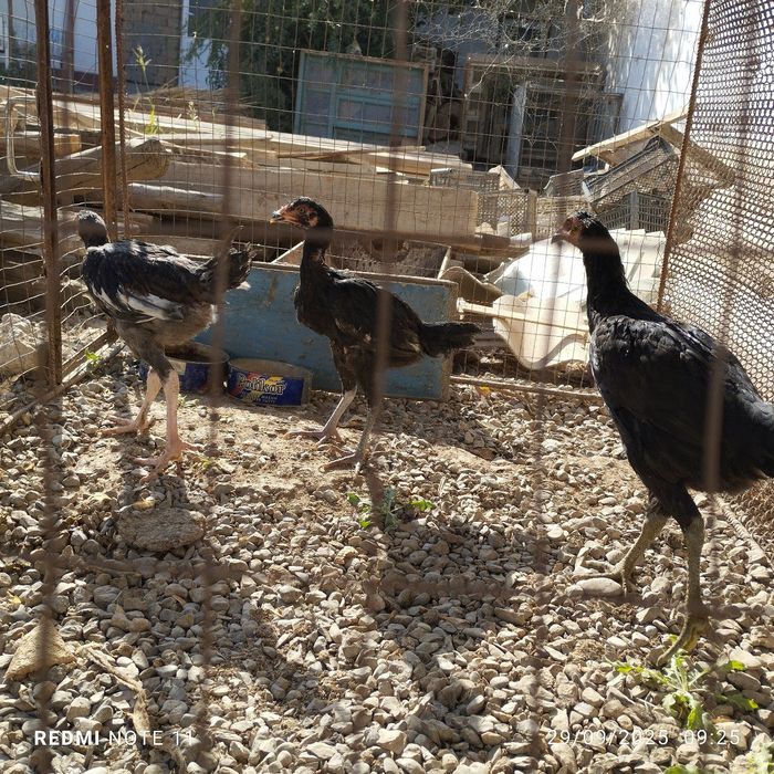 куланги жужалар сотилади